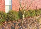 Time to Prune Altheas