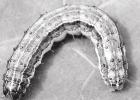 Armyworms are on the march again