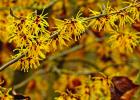 Witch Hazel