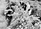 Pick your own muscadines at the NTCC farm