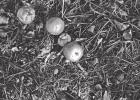 The nitty gritty about compost