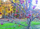 COURTESY PHOTOS It’s Persimmons Time!