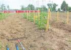 Tomato plants reach for the sky and dig for the water, showing off their green fruit. GAZETTE PHOTO / ELIZABETH LANNING Camp County inmates raise