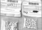 Mystery seeds with labeling from China. (source: Washington state DEPARTMENT OF AGRICULTURE) Mystery seeds arrive in Texas