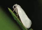 COURTESY PHOTOS Pollination: let’s hear it for moths!
