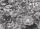 Wild Texas roses COURTESY PHOTO Article Image Alt Text