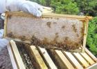Some frames of honey are harvested, but enough must be left for the bees to overwinter and be ready to start work in the spring. Winter is coming, but first the dearth