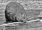 Working with Mr. Beaver—or not