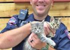Shelter reaches full capacity of cats and dogs
