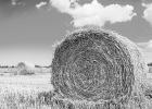 Prussic acid poisoning