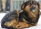Stories of animals freezing to death are told every winter. Don’t let your fur-baby be one of those stories. COURTESY PHOTO Protect your animals from the harsh winter If you are cold, they are too!