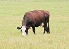 COURTESY PHOTO Glands and minerals