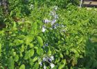 Cape Plumbago COURTESY PHOTO What Is Blooming in August?