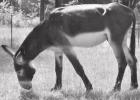 This Mammoth Jackstock Donkey is the father of Joker and Harley Quinn. His back reaches 61 inches high. Article Image Alt Text