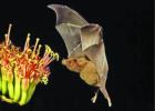 Pollination: Got bats in your belfry?