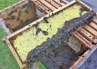 Relocating hives of honeybees