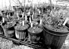 COURTESY PHOTO Two really good plant sales