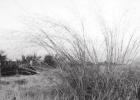 The “Big Four” grasses of the prairie