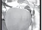 You can graft a Persimmon tree?!?