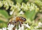  Feeding the Bees in Fall