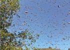 COURTESY PHOTOS S3 just swarmed!?
