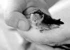 A cute little visitor