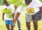 Homer Jones’s grandsons place the pecan tree in the ground Courtesy photo Homer Jones’s grandsons place the pecan tree in the ground Courtesy photo