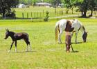 Twin mules Joker and Harley Quinn enjoy some time with their mother in the field. GAZETTE PHOTO / DI DUNCAN Article Image Alt Text