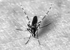 AgriLife Extension experts: Time to say ‘no’ to mosquitoes