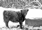 Cold weather nutrition for beef cows