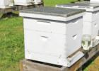 Some beekeepers put sugar water out for their bees in the spring to give them a jump start in energy. Winter is coming, but first the dearth