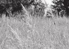 The “Big Four” grasses of the prairie