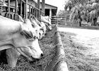 Beef Cattle Industry