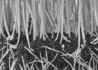 Threadlike organisms we can’t live without