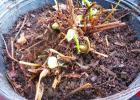 Woodland ferns were unhappy in a pot, but flourished in an area better suited to their needs. COURTESY PHOTO What could I make with this?