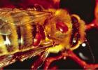 Varroa Destructor