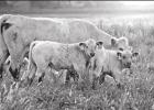 STOCK PHOTO Managing herd health
