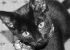 The Scratching Post Article Image Alt Text