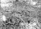 Above - ground crypts on the property at Porter Cemetery now have trees and brush growing through them. GAZETTE PHOTO / DI DUNCAN