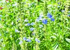 Bog Salvia is sometimes called Bog Sage. COURTESY PHOTO Do you have a bog?