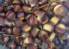 Chestnut harvest time