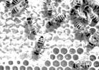 Where does honey come from?Where does honey come from?