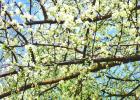 Tree blossoms ready for pollination. COURTESY PHOTOS It’s not raining right now – why aren’t the bees flying?