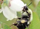 A bumble bee on a blueberry flower. COURTESY PHOTOS Do Honeybees Migrate?