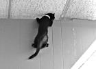 The Scratching Post