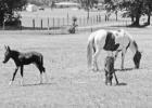 Twin mules Joker and Harley Quinn enjoy some time with their mother in the field. PHOTO BY DI DUNCAN YEAR IN REVIEW