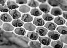 Beekeeper error COURTESY PHOTOS Why do beekeepers feed their honeybees?