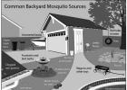 Mosquito populations booming after rains