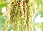 Q4 – I’d like to plant bare-root pecans this coming winter. What are the best varieties for northeast Texas? COURTESY PHOTOS Answering Your Questions - 1