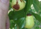 COURTESY PHOTO It’s jujube time!